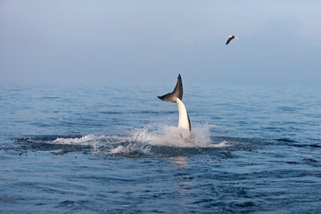 GRAND REQUIN BLANC carcharodon carcharias