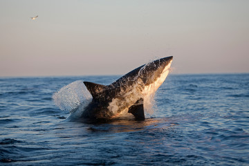 Fototapeta premium GRAND REQUIN BLANC carcharodon carcharias