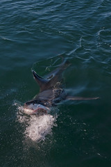 Fototapeta premium GRAND REQUIN BLANC carcharodon carcharias