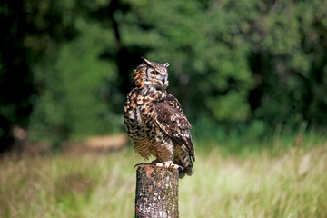 HIBOU GRAND DUC DU CAP bubo capensis