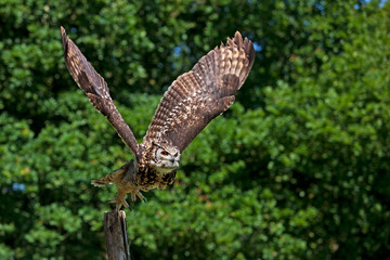 HIBOU GRAND DUC DU CAP bubo capensis