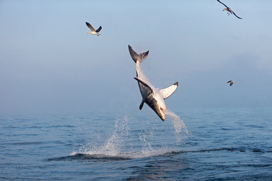 GRAND REQUIN BLANC carcharodon carcharias