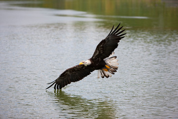 PYGARGUE A TETE BLANCHE haliaeetus leucocephalus