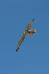 FAUCON SACRE falco cherrug