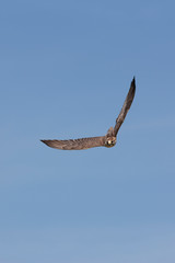 FAUCON SACRE falco cherrug