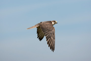 FAUCON SACRE falco cherrug