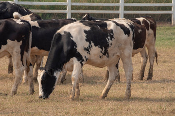 Black pied cow, in the thailand, standing on green grass in a meadow pasture.