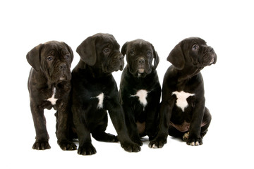 CANE CORSO