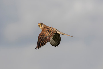 eagle in flight