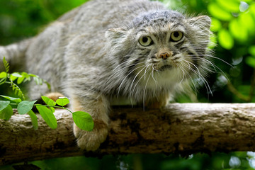 MANUL otocolobus manul