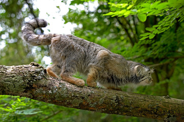 Fototapeta premium MANUL otocolobus manul