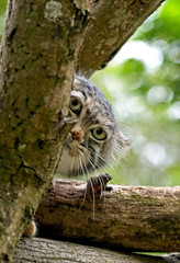 MANUL otocolobus manul