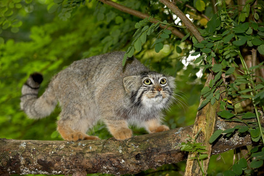MANUL otocolobus manul