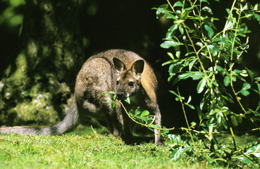 WALLABY DE BENNETT macropus rufogriseus © slowmotiongli
