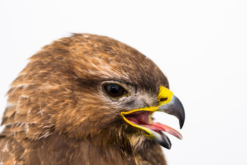 close-up photo of a pigeon hawk with the mouth  opened