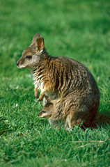 WALLABY DE PARMA macropus parma