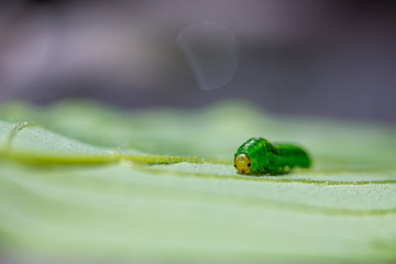 Tiny inchworm on green leaf