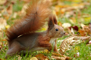 Naklejka na ściany i meble Red squirrel in the parkland is hunting on nuts