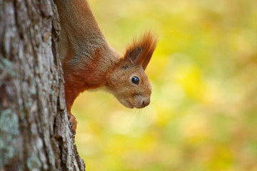Red squirrel in the parkland is hunting on nuts