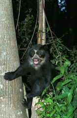 OURS A LUNETTES tremarctos ornatus