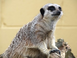Meerkat