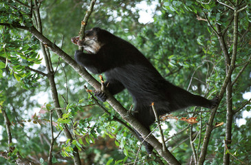 OURS A LUNETTES tremarctos ornatus