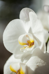 White orchids in sunlight