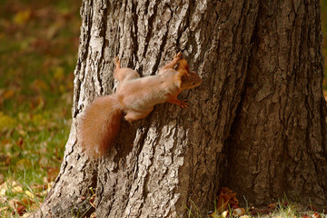 Red squirrel in the parkland is hunting on nuts.