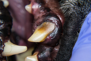 close-up photo of a broken canine  tooth with tartar  in dog