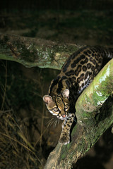 MARGAY leopardus wiedi