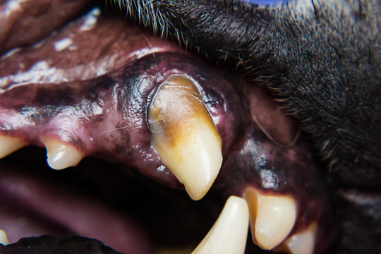 close-up photo of a broken canine  tooth with tartar  in dog