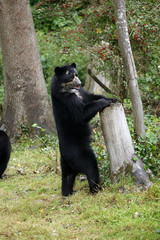 OURS A LUNETTES tremarctos ornatus