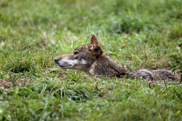 LOUP IBERIQUE canis lupus signatus