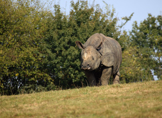 Fototapeta premium RHINOCEROS INDIEN rhinoceros unicornis