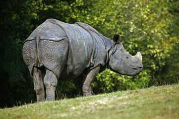 Obraz premium RHINOCEROS INDIEN rhinoceros unicornis