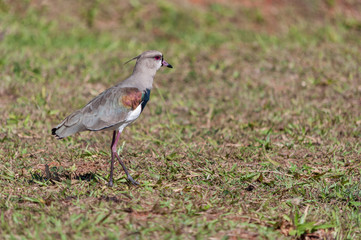 Southern lapwing walking on the grass