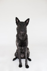 Belgian Malinois in Studio