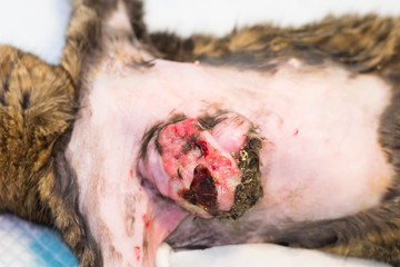 cat with a big tumor on her chest. Mammary gland tumor in cat