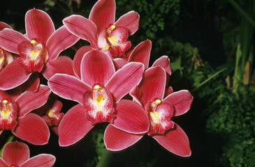 ORCHIDEE cymbidium