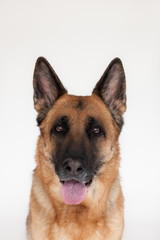 German Shepherd Studio 