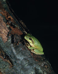 RAINETTE VERTE hyla arborea
