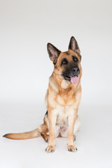 German Shepherd Studio 