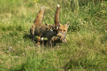 RENARD ROUX vulpes vulpes