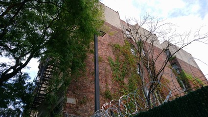 Building with foliage in East Harlem New York City 