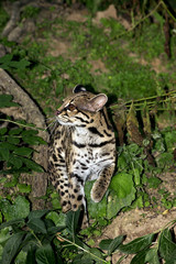 Fototapeta na wymiar MARGAY leopardus wiedi
