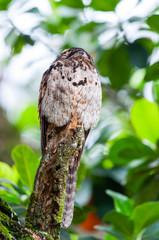 Common Potoo standing in the top of a tree branch