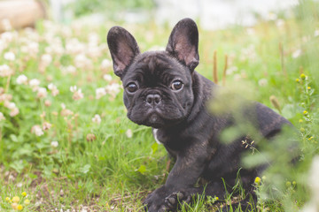 French bulldog puppy in grass