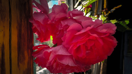 Close up of pink rose flower.