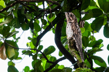Common Potoo standing in the top of a tree branch
