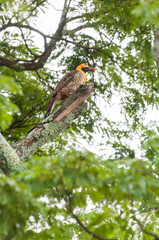 Campo Flicker among trees